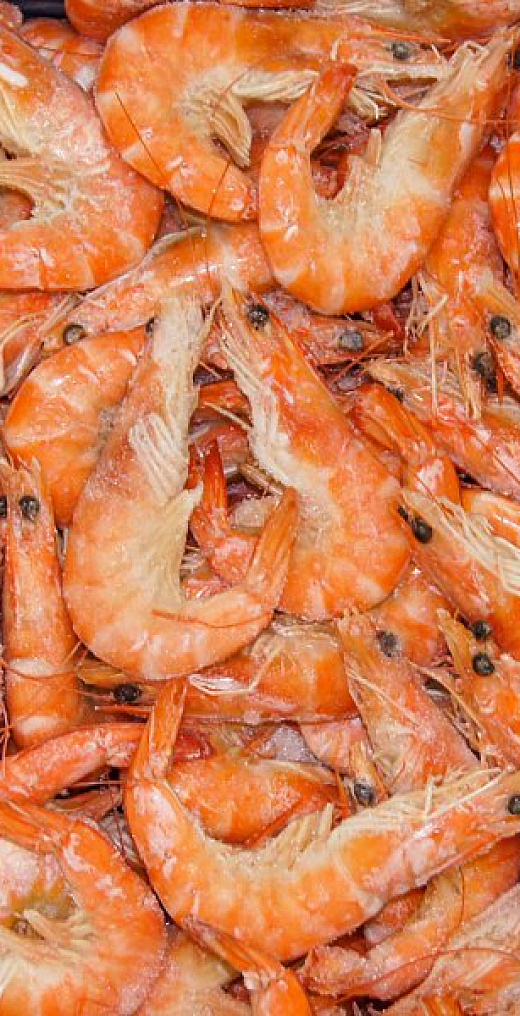 Разбираемся в видах креветок: чем они отличаются?