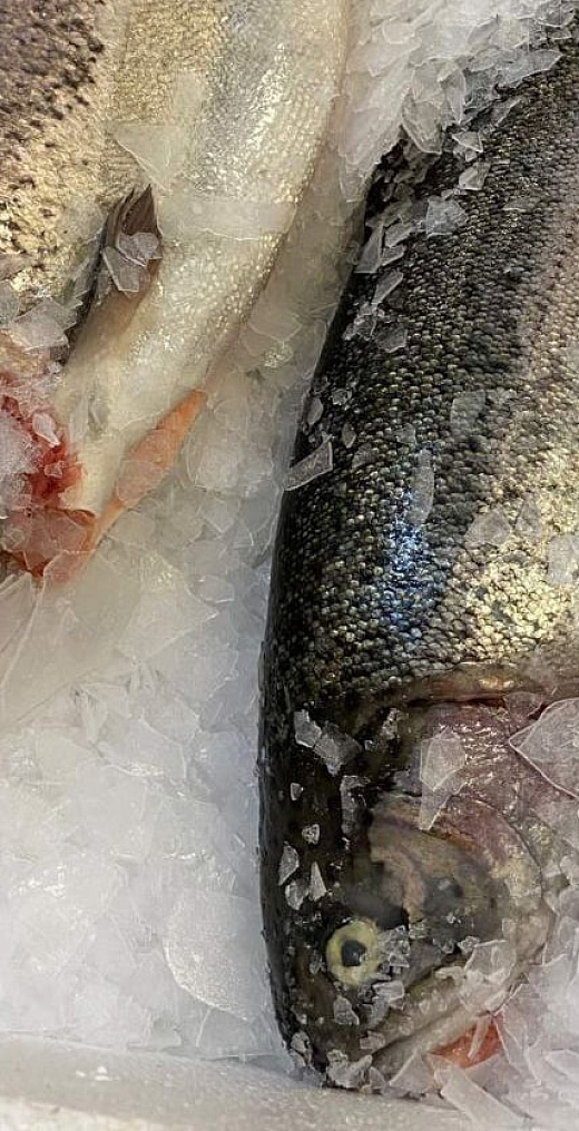 Как правильно хранить охлажденную форель, чтобы она не потеряла вкус?